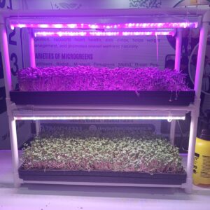 micro greens growing kit starter