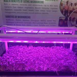 micro greens growing kit starter