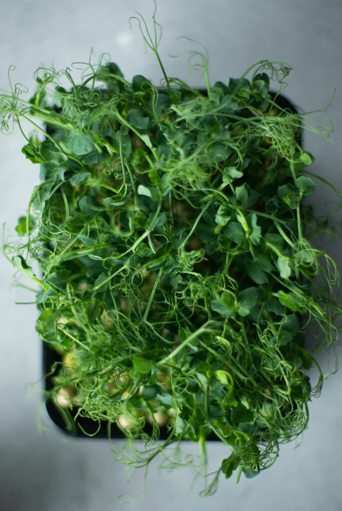 Top-down view of thriving green microgreens, ideal for fresh food themes.