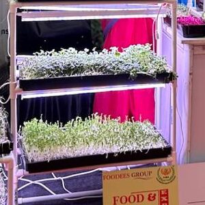 micro greens growing kits